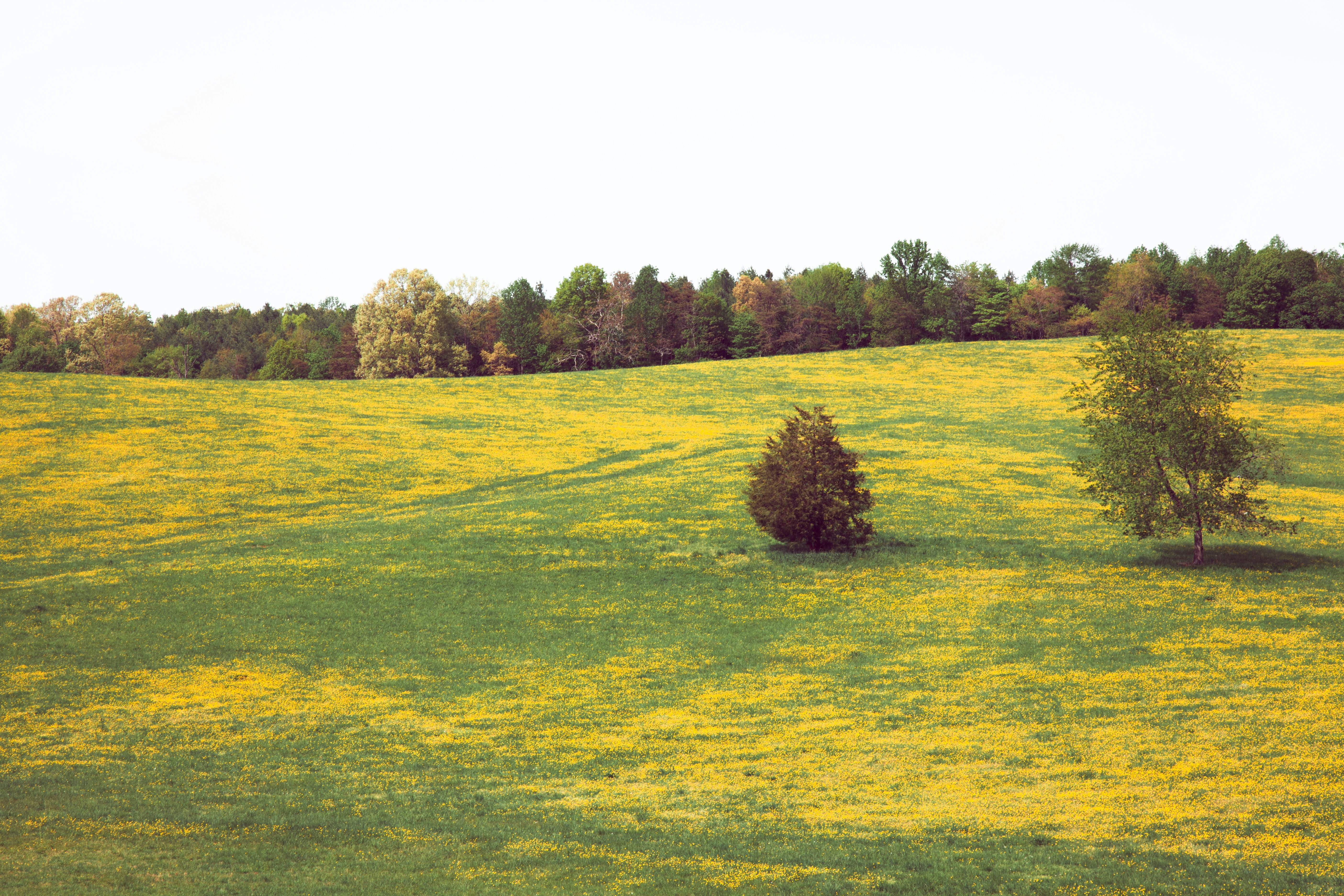 Red Flags vs Yellow Flags