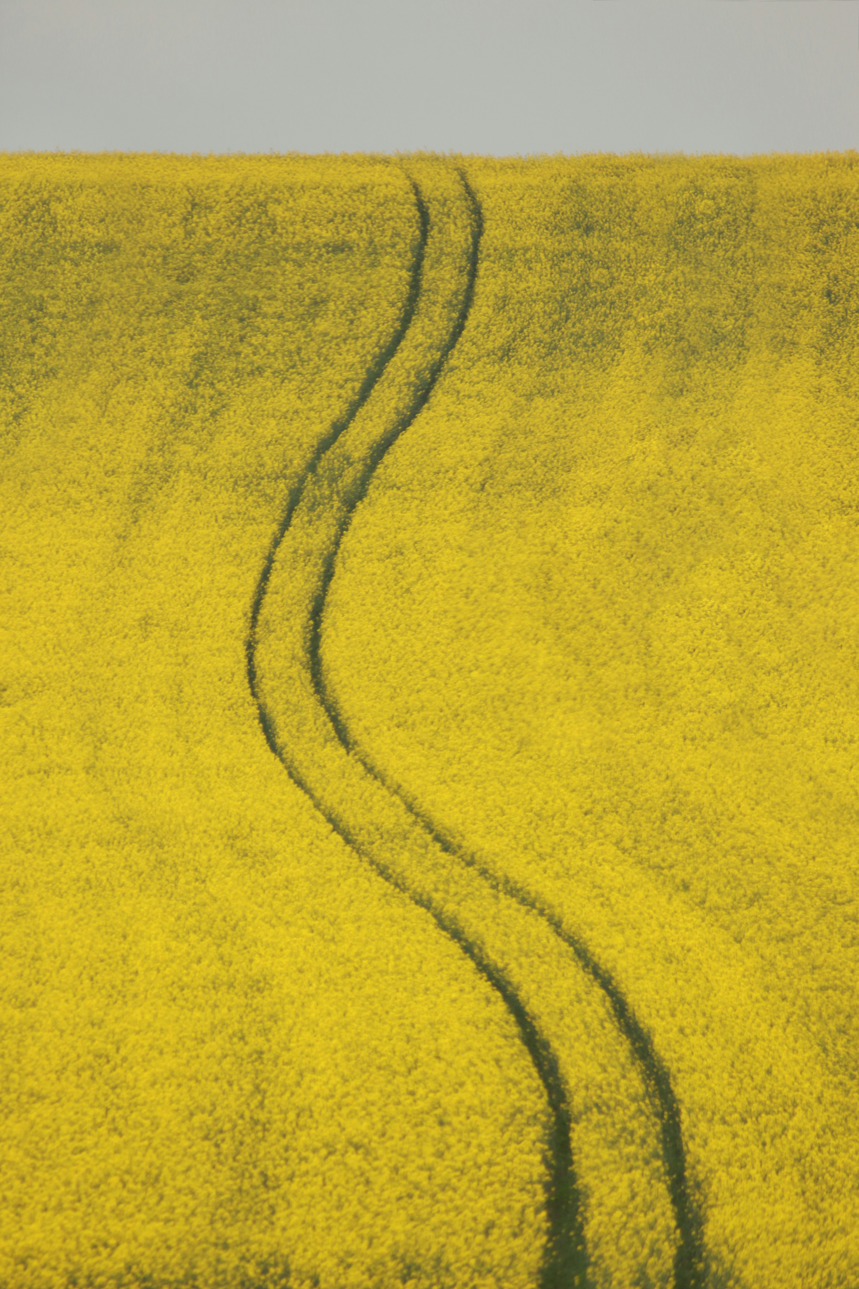 Yellow field with winding path representing guidance and journey
